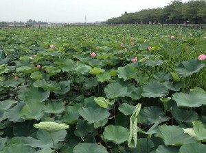 川越・伊佐沼の蓮