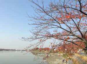 川越・伊佐沼の桜